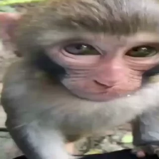 🐵