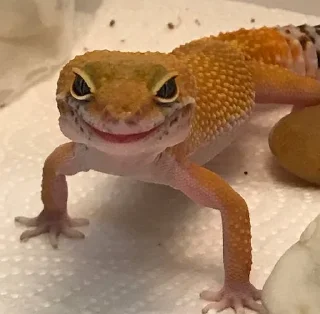 😈