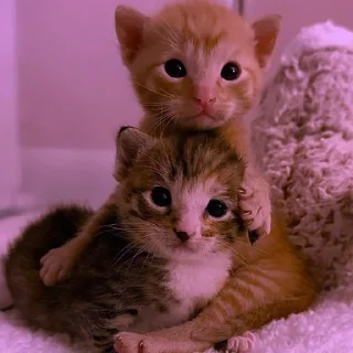 💜