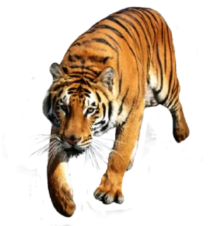 🐅