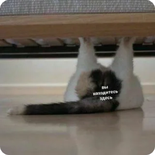 🤡