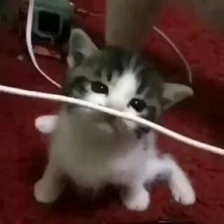 😸