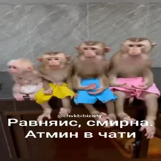 🐵