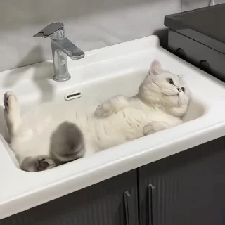 🐈‍⬛️