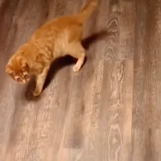 🐈