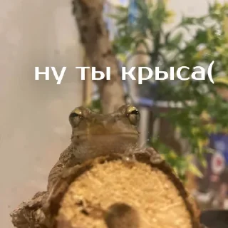 🐀