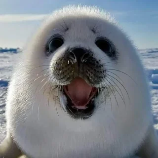 🦭