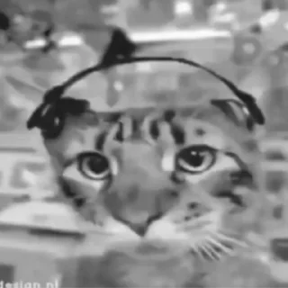 😿