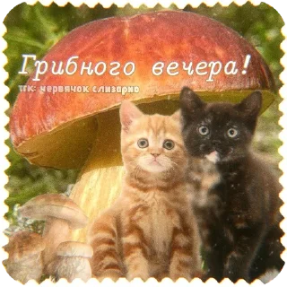 🐱