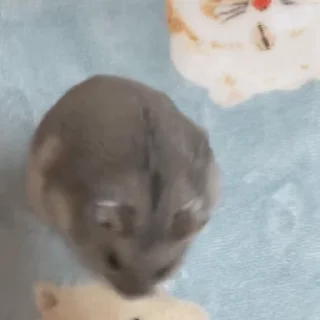 🥟