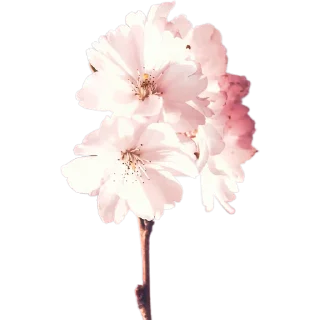 🌸