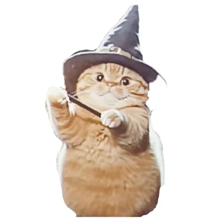 🐱