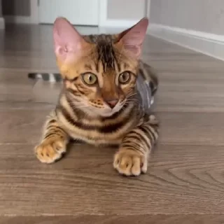 🤩