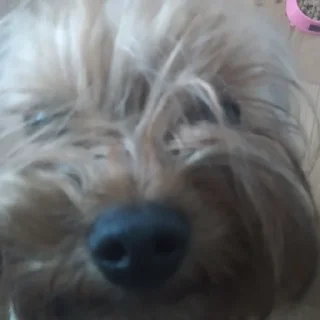 🥺