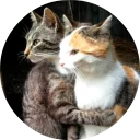 🐱