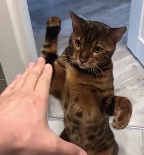 👊