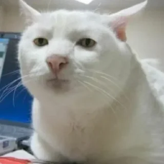 😶