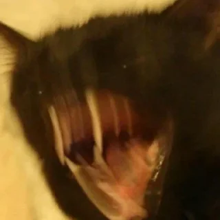 🤬