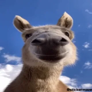 🐴