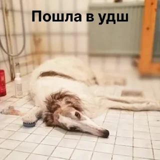 🚿
