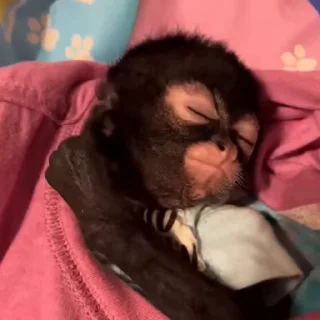 💤