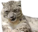 😾