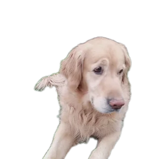 🐶