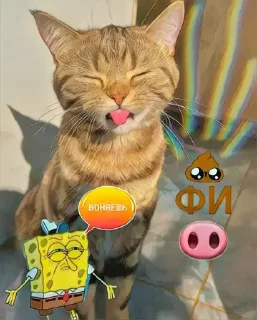 🐽