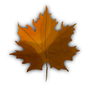 🍁