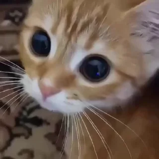🥺