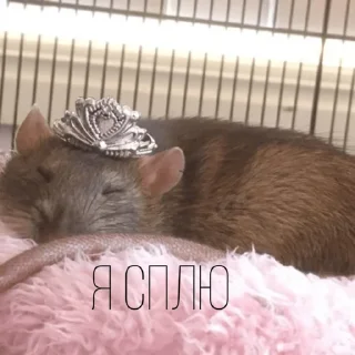 😴
