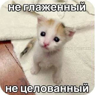 🐱