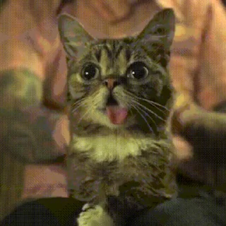 🐱