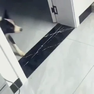 🐩
