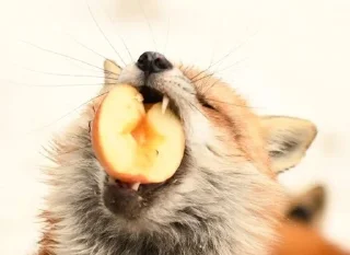 🍎