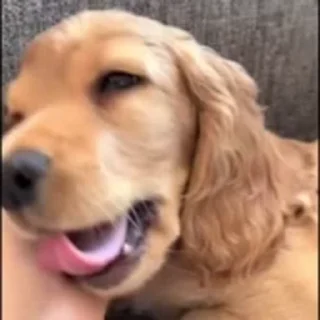 🐶