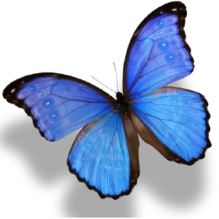 🦋