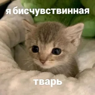 🫡