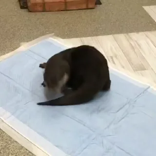🕺