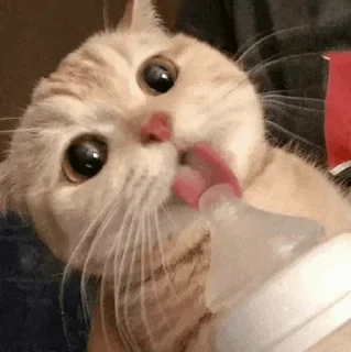 🐾