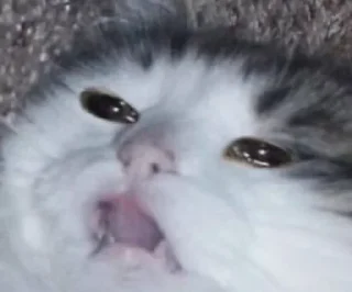 😭