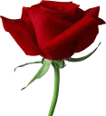 🌹