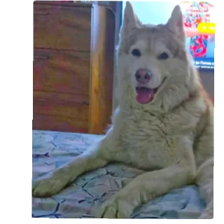 🐶
