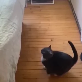 🐈