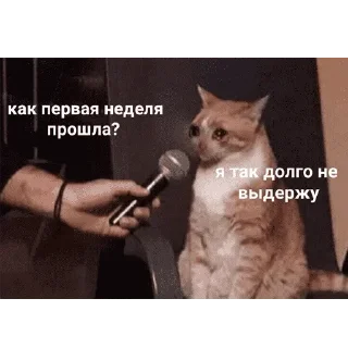 😺