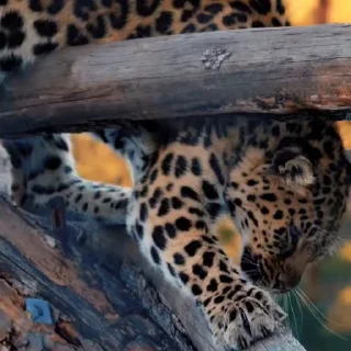 🐾