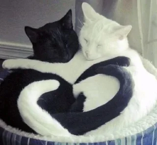 Lovecats :: @fStikBot