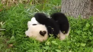 🐼