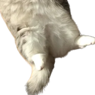 😺