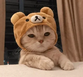 🐾